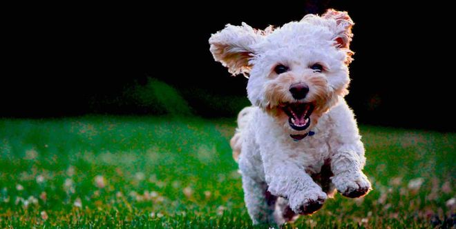 Photo of adorable little white puppy running towards us