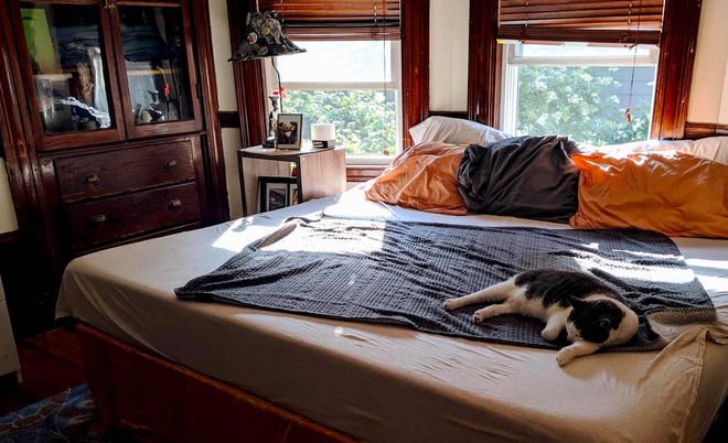 Photo of cat sleeping on bed by windows