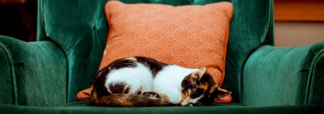 Cat asleep on a green comfy chair.